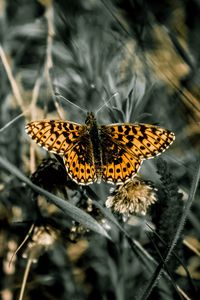 Preview wallpaper butterfly, macro, wings, patterns, grass