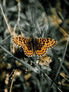 Preview wallpaper butterfly, macro, wings, patterns, grass