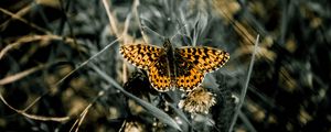 Preview wallpaper butterfly, macro, wings, patterns, grass