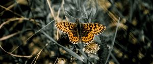 Preview wallpaper butterfly, macro, wings, patterns, grass