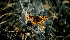 Preview wallpaper butterfly, macro, wings, patterns, grass