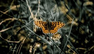 Preview wallpaper butterfly, macro, wings, patterns, grass