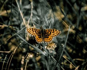 Preview wallpaper butterfly, macro, wings, patterns, grass