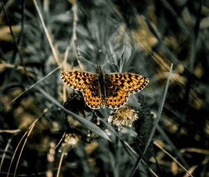 Preview wallpaper butterfly, macro, wings, patterns, grass