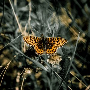 Preview wallpaper butterfly, macro, wings, patterns, grass