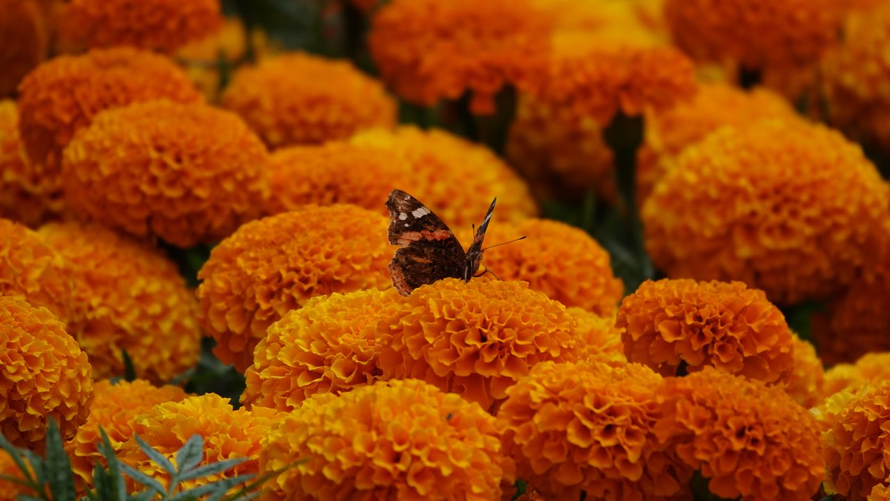 Wallpaper butterfly, marigolds, flowers, orange, macro