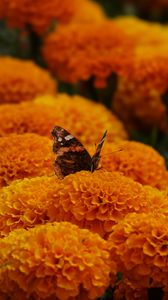 Preview wallpaper butterfly, marigolds, flowers, orange, macro