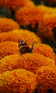 Preview wallpaper butterfly, marigolds, flowers, orange, macro