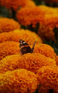 Preview wallpaper butterfly, marigolds, flowers, orange, macro