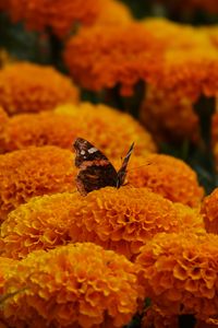 Preview wallpaper butterfly, marigolds, flowers, orange, macro