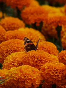 Preview wallpaper butterfly, marigolds, flowers, orange, macro