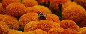 Preview wallpaper butterfly, marigolds, flowers, orange, macro