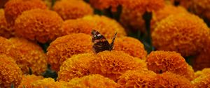 Preview wallpaper butterfly, marigolds, flowers, orange, macro