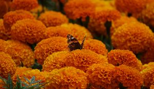 Preview wallpaper butterfly, marigolds, flowers, orange, macro