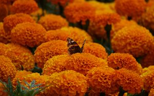 Preview wallpaper butterfly, marigolds, flowers, orange, macro