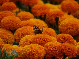 Preview wallpaper butterfly, marigolds, flowers, orange, macro