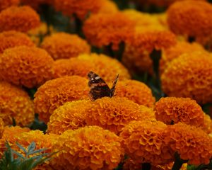 Preview wallpaper butterfly, marigolds, flowers, orange, macro