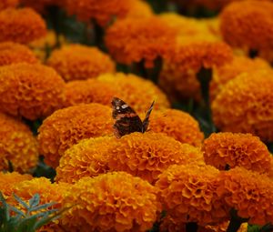 Preview wallpaper butterfly, marigolds, flowers, orange, macro