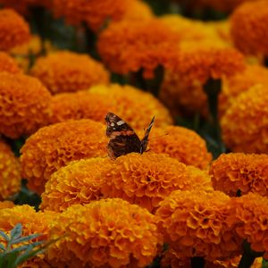 Preview wallpaper butterfly, marigolds, flowers, orange, macro