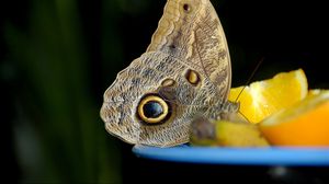 Preview wallpaper butterfly, orange, bowl, citrus