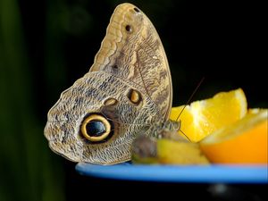 Preview wallpaper butterfly, orange, bowl, citrus