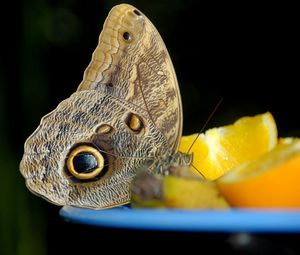 Preview wallpaper butterfly, orange, bowl, citrus