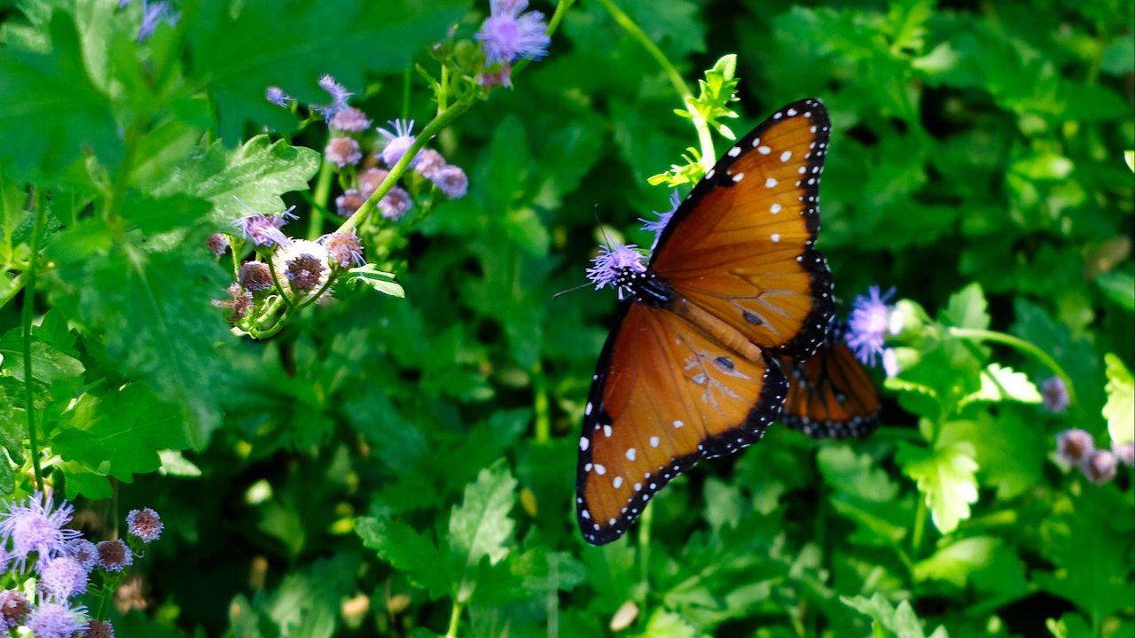 Wallpaper butterfly, pattern, wings, circles, grass