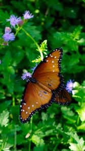 Preview wallpaper butterfly, pattern, wings, circles, grass