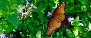 Preview wallpaper butterfly, pattern, wings, circles, grass