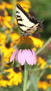 Preview wallpaper butterfly, pattern, wings, flowers, macro