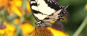 Preview wallpaper butterfly, pattern, wings, flowers, macro