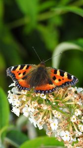 Preview wallpaper butterfly, pattern, wings, flowers, macro, insect