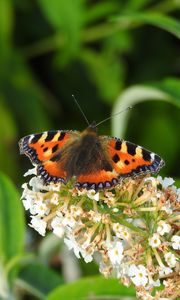 Preview wallpaper butterfly, pattern, wings, flowers, macro, insect