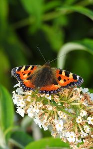 Preview wallpaper butterfly, pattern, wings, flowers, macro, insect