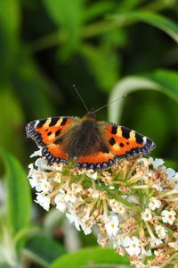 Preview wallpaper butterfly, pattern, wings, flowers, macro, insect