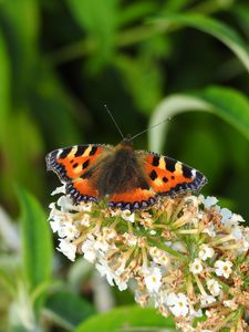 Preview wallpaper butterfly, pattern, wings, flowers, macro, insect