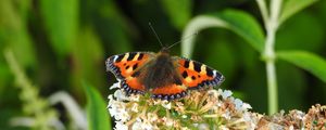 Preview wallpaper butterfly, pattern, wings, flowers, macro, insect