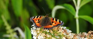 Preview wallpaper butterfly, pattern, wings, flowers, macro, insect