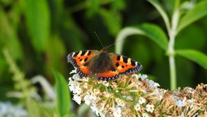 Preview wallpaper butterfly, pattern, wings, flowers, macro, insect