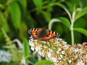 Preview wallpaper butterfly, pattern, wings, flowers, macro, insect