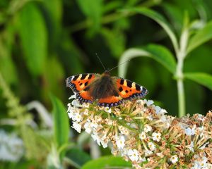 Preview wallpaper butterfly, pattern, wings, flowers, macro, insect