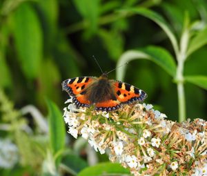 Preview wallpaper butterfly, pattern, wings, flowers, macro, insect