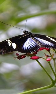 Preview wallpaper butterfly, patterns, flowers, flying