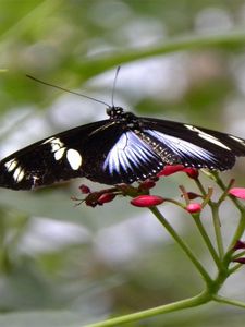 Preview wallpaper butterfly, patterns, flowers, flying