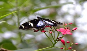 Preview wallpaper butterfly, patterns, flowers, flying