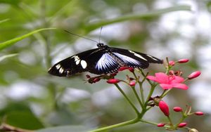 Preview wallpaper butterfly, patterns, flowers, flying