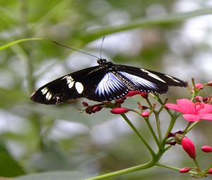 Preview wallpaper butterfly, patterns, flowers, flying