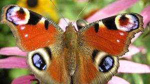 Preview wallpaper butterfly, patterns, grass, plant