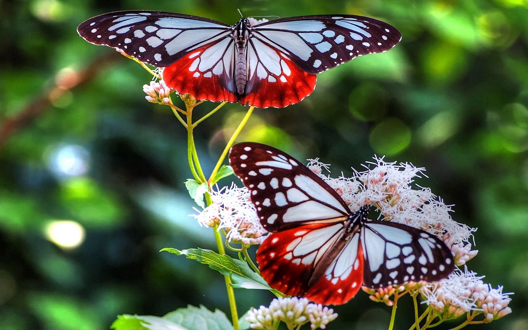 download-wallpaper-1680x1050-butterfly-patterns-lines-insect