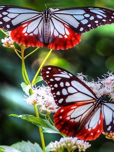 Preview wallpaper butterfly, patterns, lines, insect